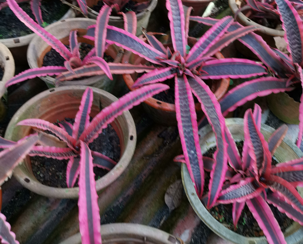 pink and brown-leaved bromeliad seedlings growing in pots on a wooden surface outside