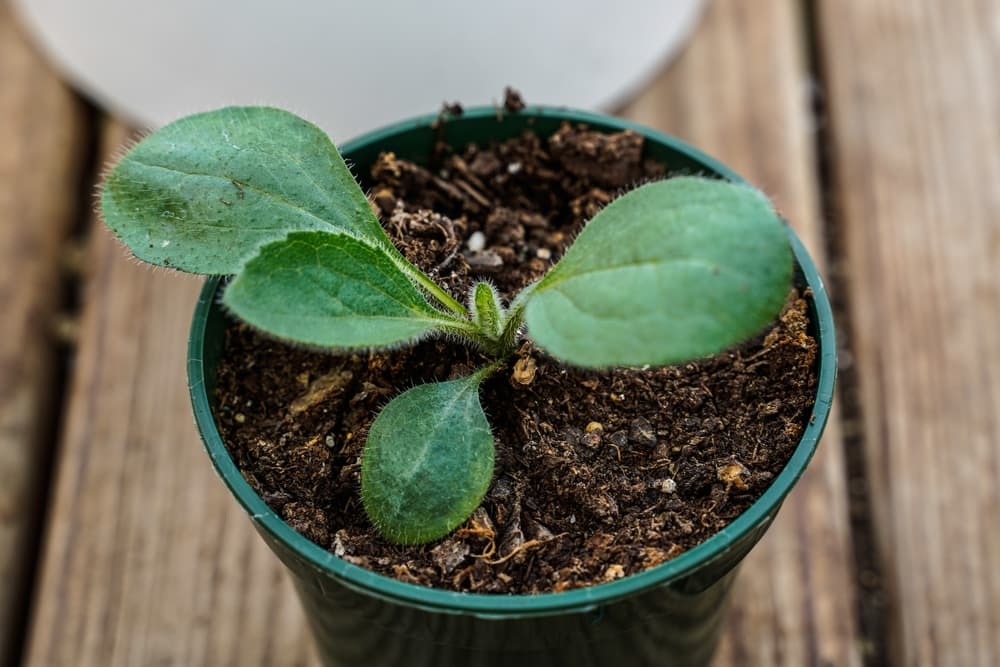 a rudbeckia seedling growing in a small plastic container
