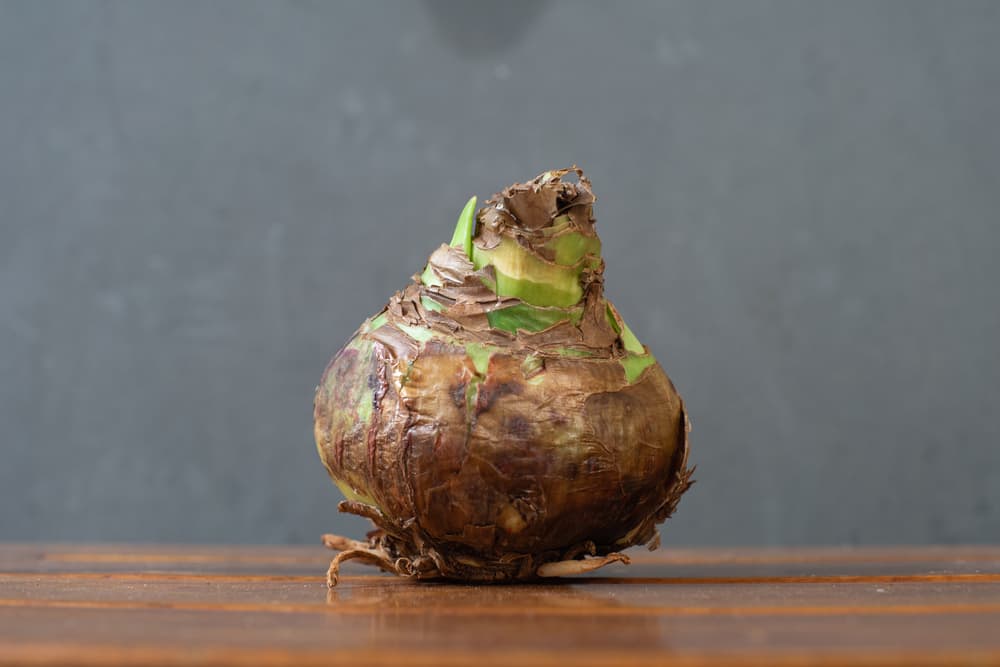 an amaryllis bulb sat on a wooden surface