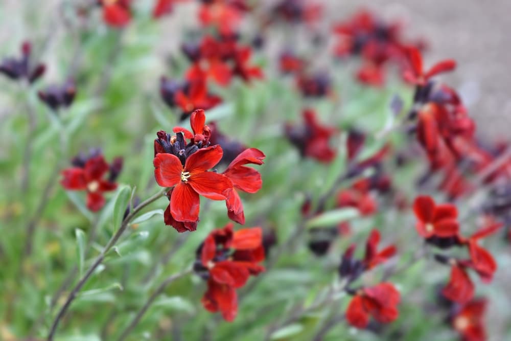 flowers of erysimum 'Blood Red'