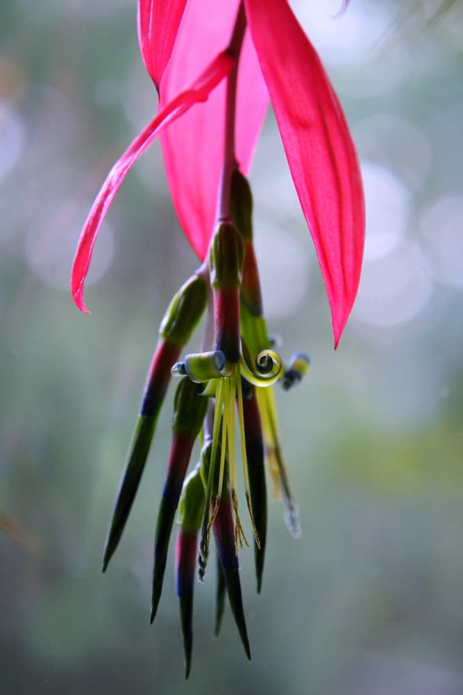 hanging flower of Billbergia x Windii with very colourful blooms