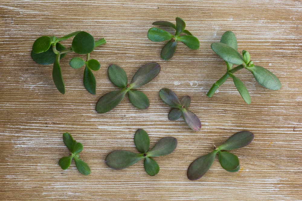 Crassula cuttings ready for propagation