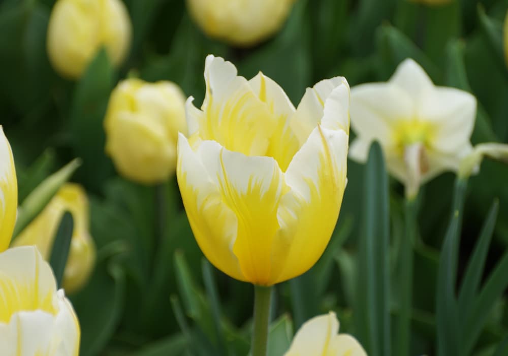 close view of a Fosteriana 'Sweetheart' flowerhead in yellow and white