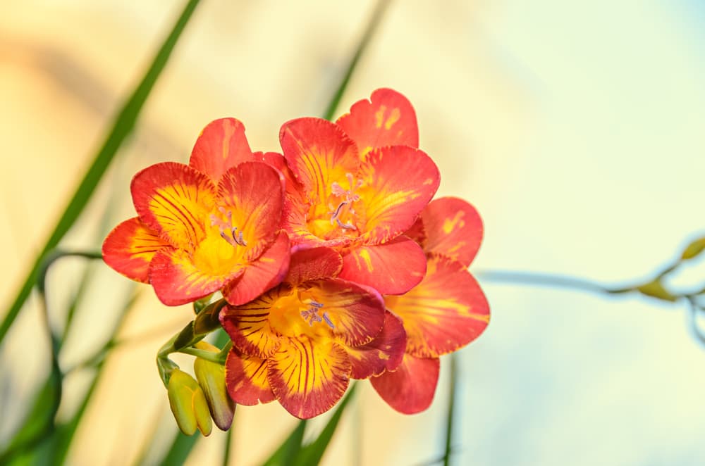 a cluster of dark red and yellow freesia flowers