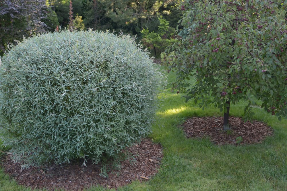 large round shrub of Salix purpurea in heavily mulched ground