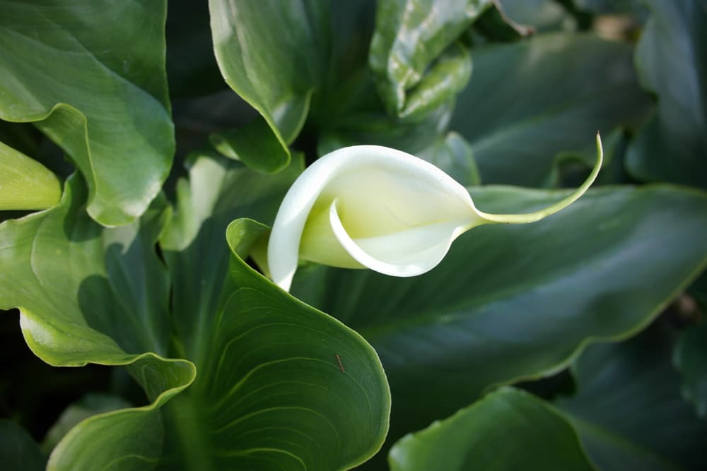 leaves and unfurling white flower of zantedeschia aethiopica