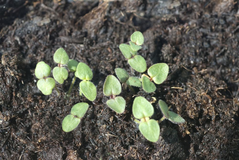 many Antirrhinum majus seedlings sprouting from compost