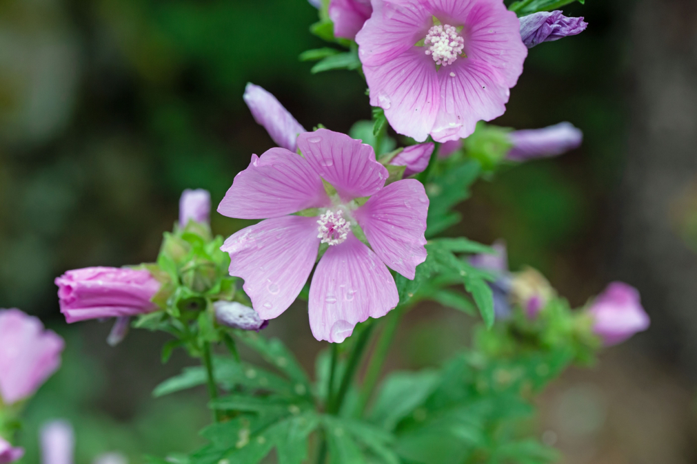 lavatera thuringiaca plant with pink flowers and white centres growing outside in the rain