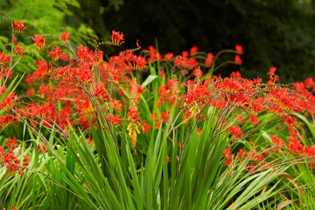 crocosmia plants with tall green leaves and clusters of red flowers