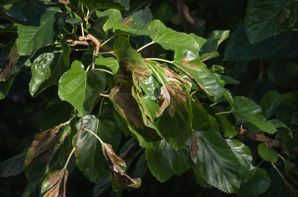 diseased morus nigra plant leaves with brown patches