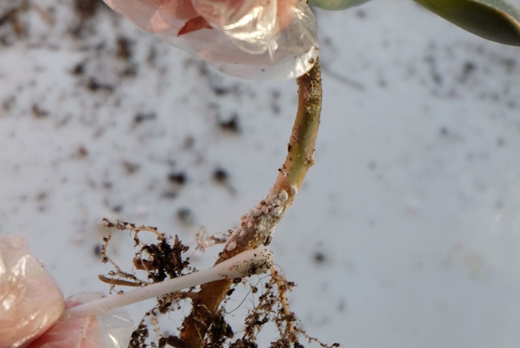 a cotton bud being used to wipe down the stem of a plant with rubbing alcohol