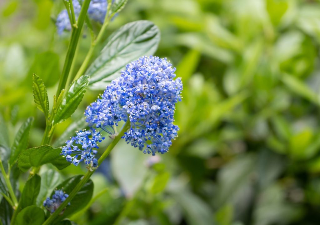 close-up of a blue flowering panicle of a ceanothus growing outdoors