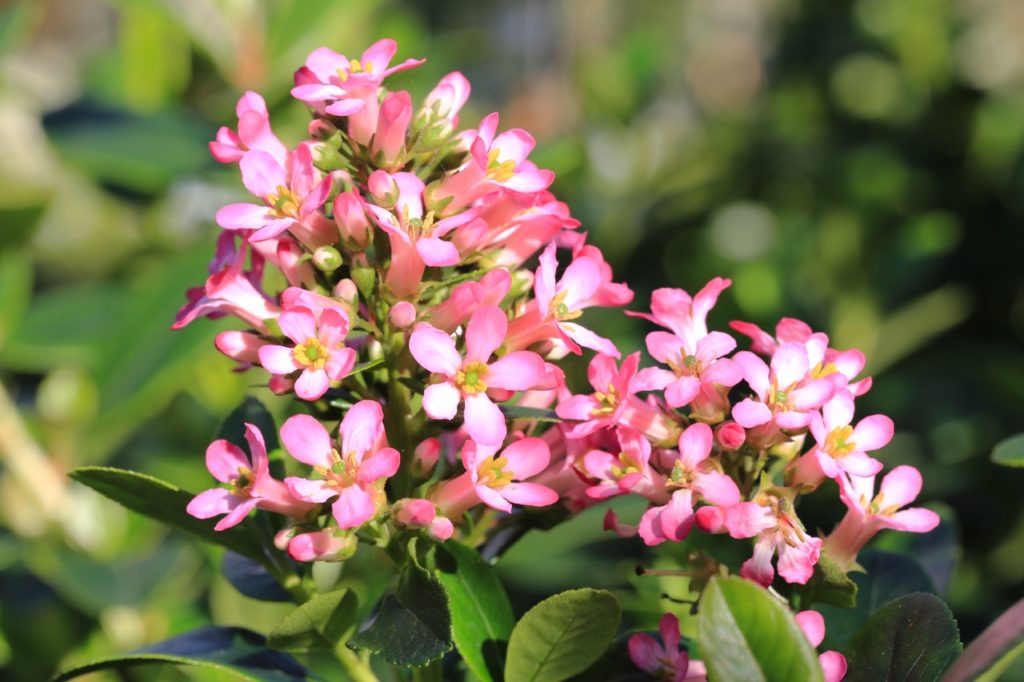 pink flowering escallonia shrub with yellow centres