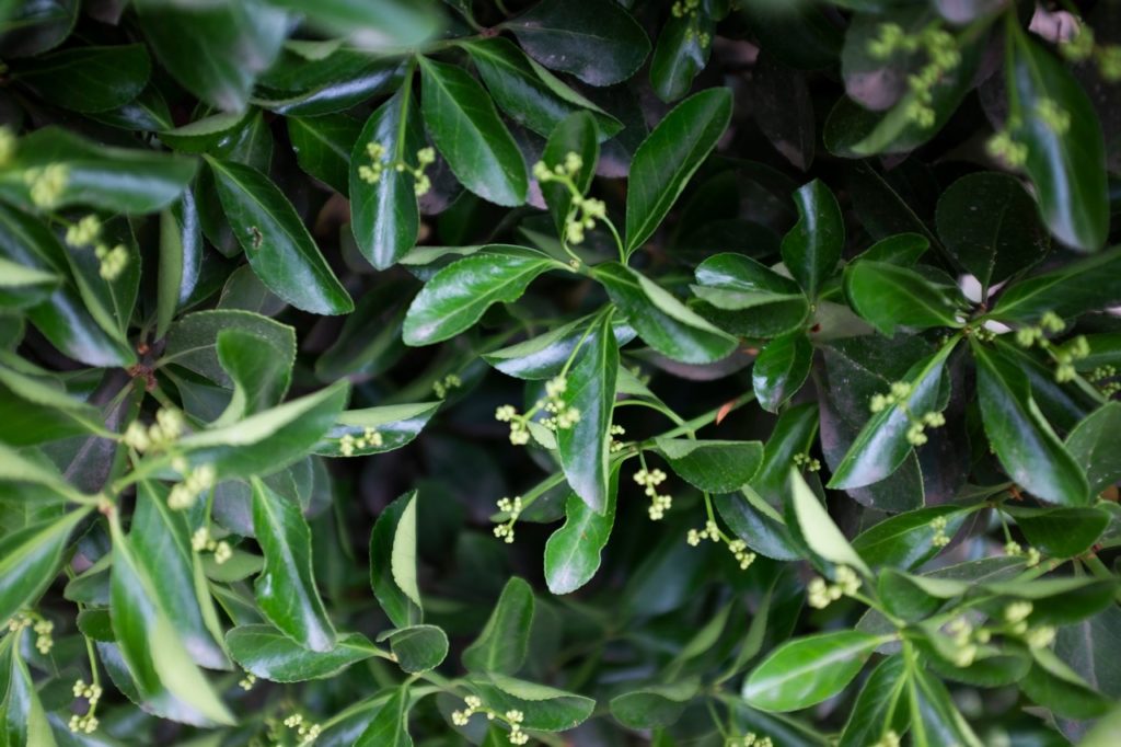 euonymus fortunei with long green leaves and tiny white flowers growing outside
