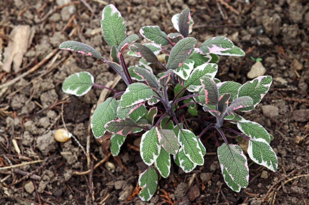 green, cream and red variegated leaves growing from the dark purple stems of a sage 'tricolor' shrub growing from the ground outside