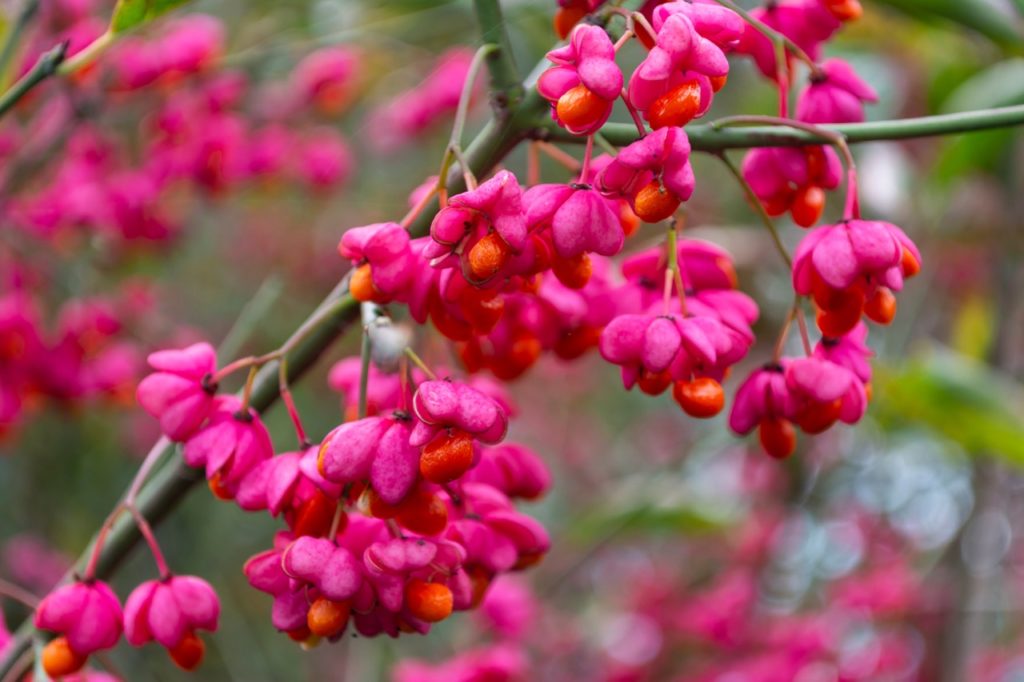 pink flowering euonymus europaeus shrub with orange seeds at the centre growing from bare branches outside during the winter