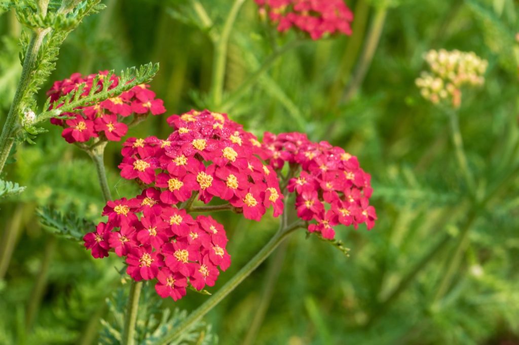 pinky-red flowering clusters from a yarrow 'paprika' plant growing outdoors