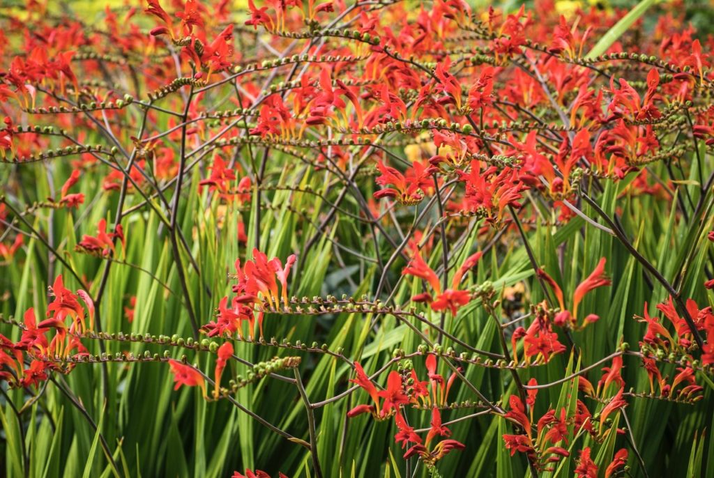 red flowering crocosmia masoniorum with tall, thin green leaves
