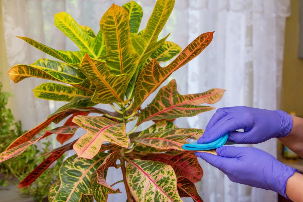a croton plant being wiped down with a blue cloth with a window in the background