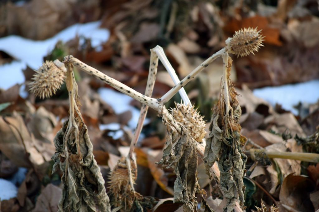 dead, brown foliage from a brugmansia that has died back over winter