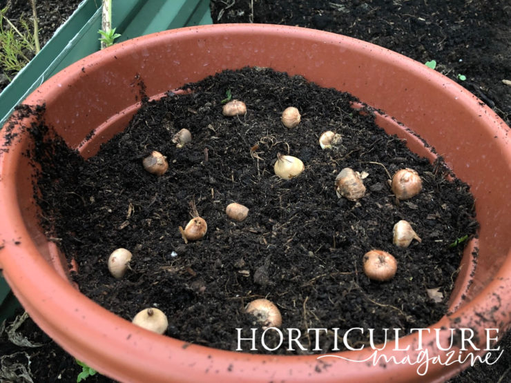 Tips For Growing Alliums In Pots Horticulture.co.uk