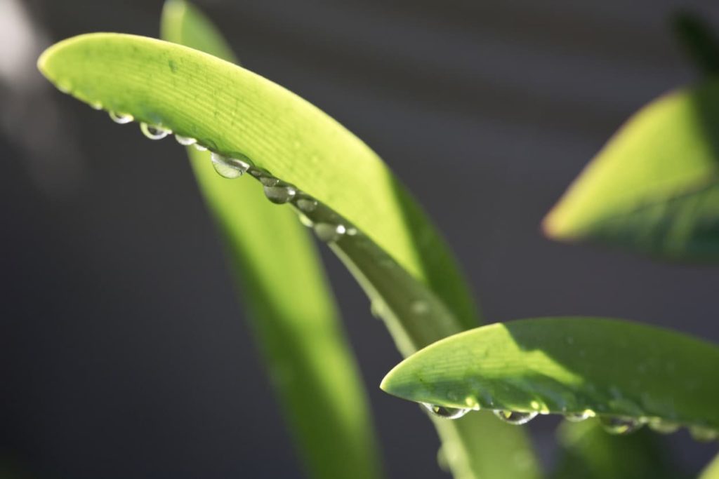 magnified view of water droplets on Nerine leaves