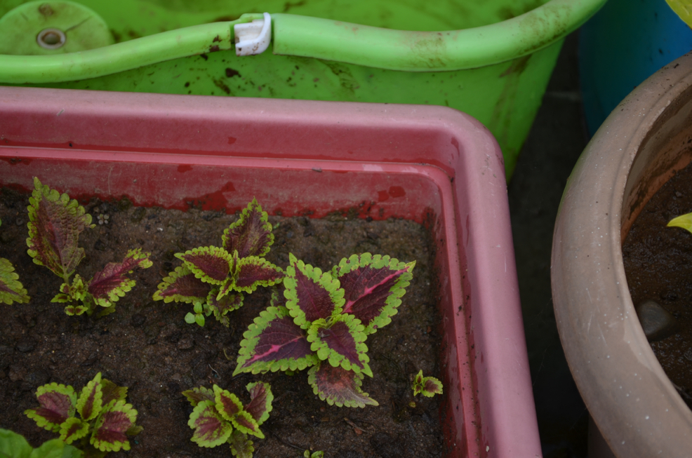 propagated coleus seedlings