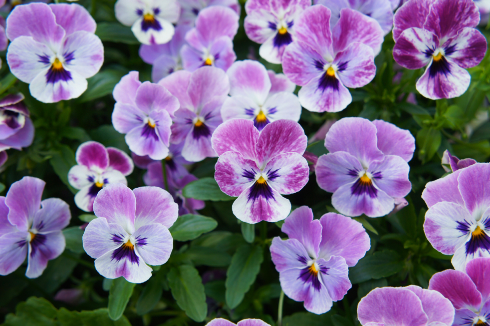 purply-white petals with darker centres of the garden pansy plants growing together outdoors 