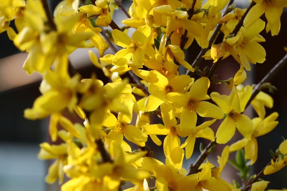 European Forsythia with bright yellow flowers