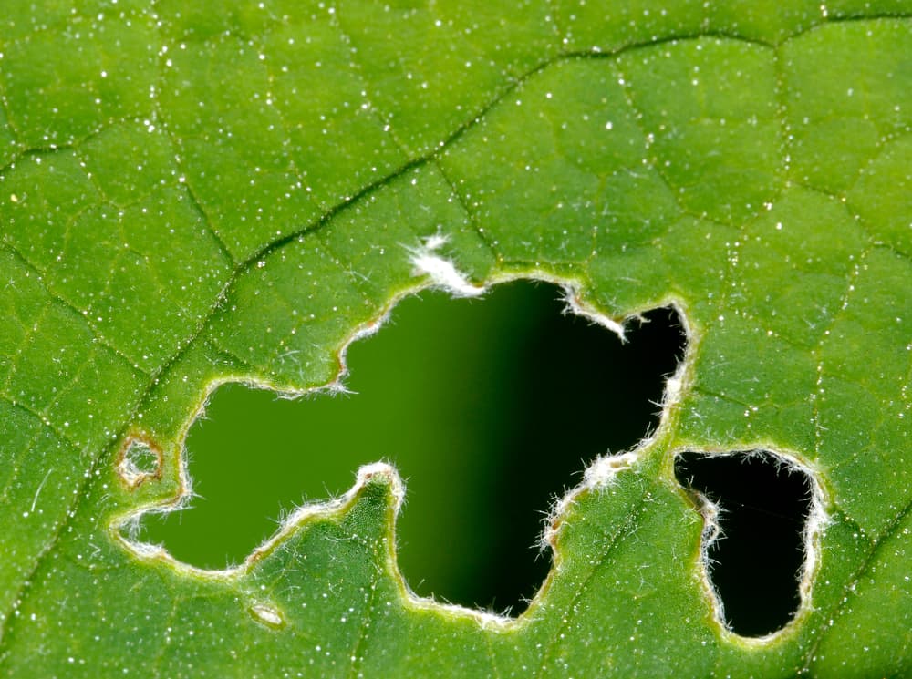 magnified view of holes in the leaf of a plant