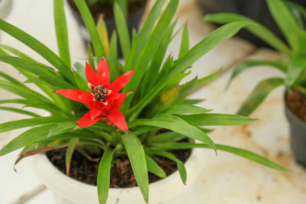 red flowering bromeliad with a brown centre growing in a white pot indoors