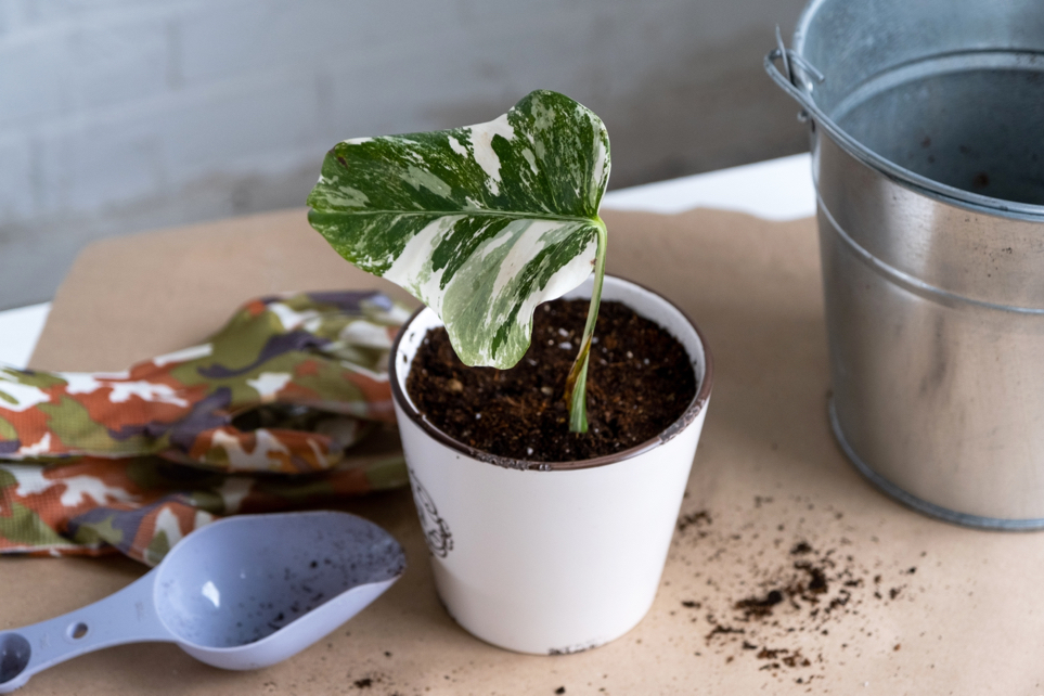 philodendron cutting with a single variegated leaf growing from a small plant pot inside next to a shovel and a bucket