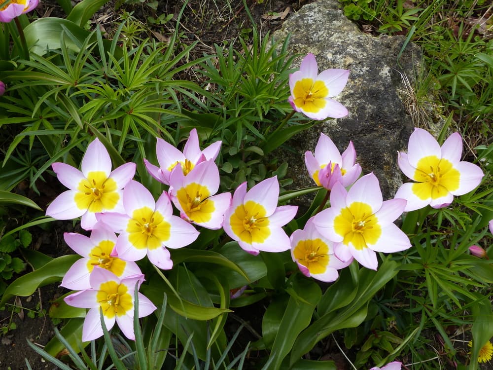 Bakeri Lilac Wonder flowers growing against a rocky backdrop
