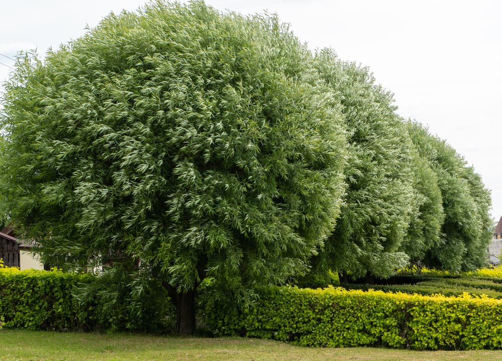 a row of Salix fragilis trees between hedges
