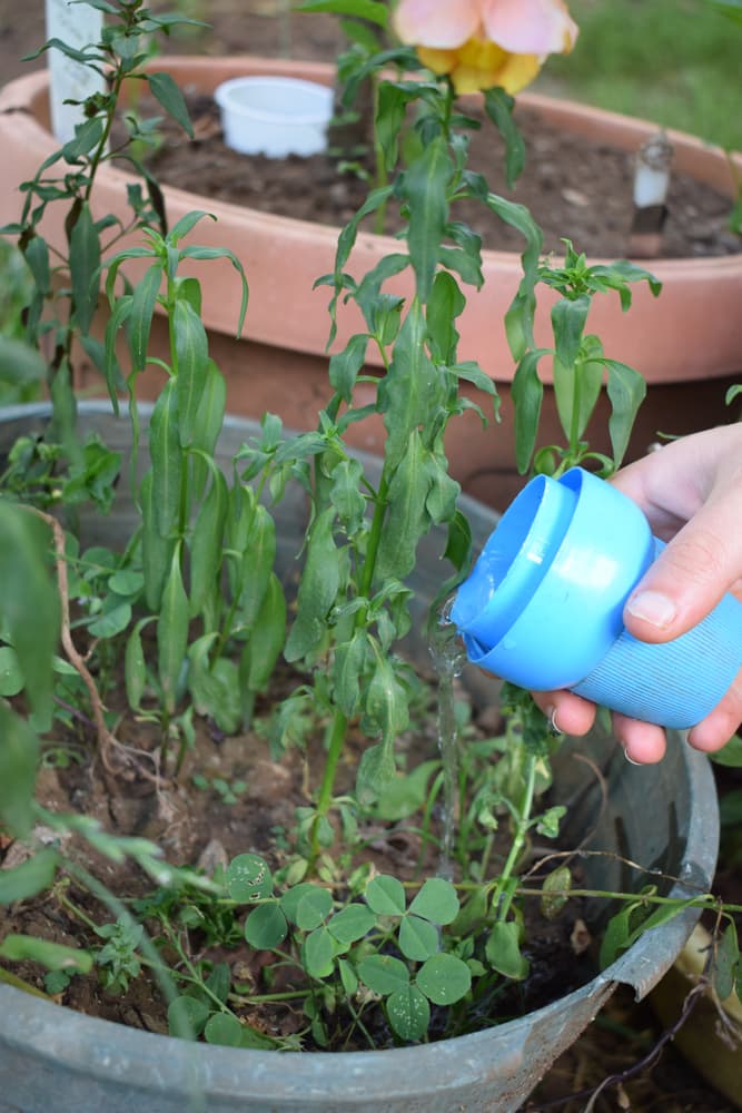 wilting leaves of snapdragon plants being watered by a blue plastic cap