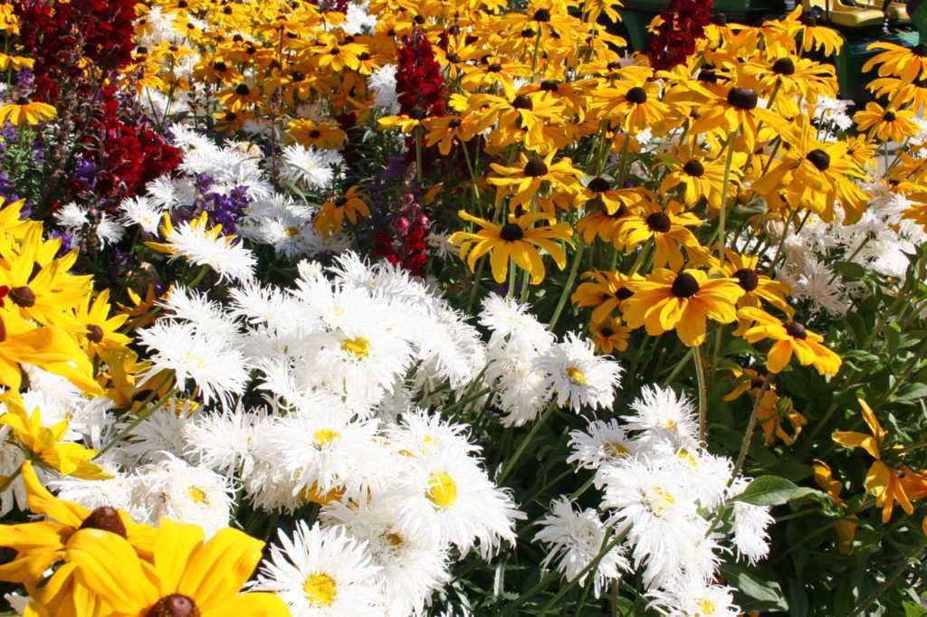 white frilly Shasta daisies growing alongside yellow flowering rudbeckia and other purple and red flowering plants