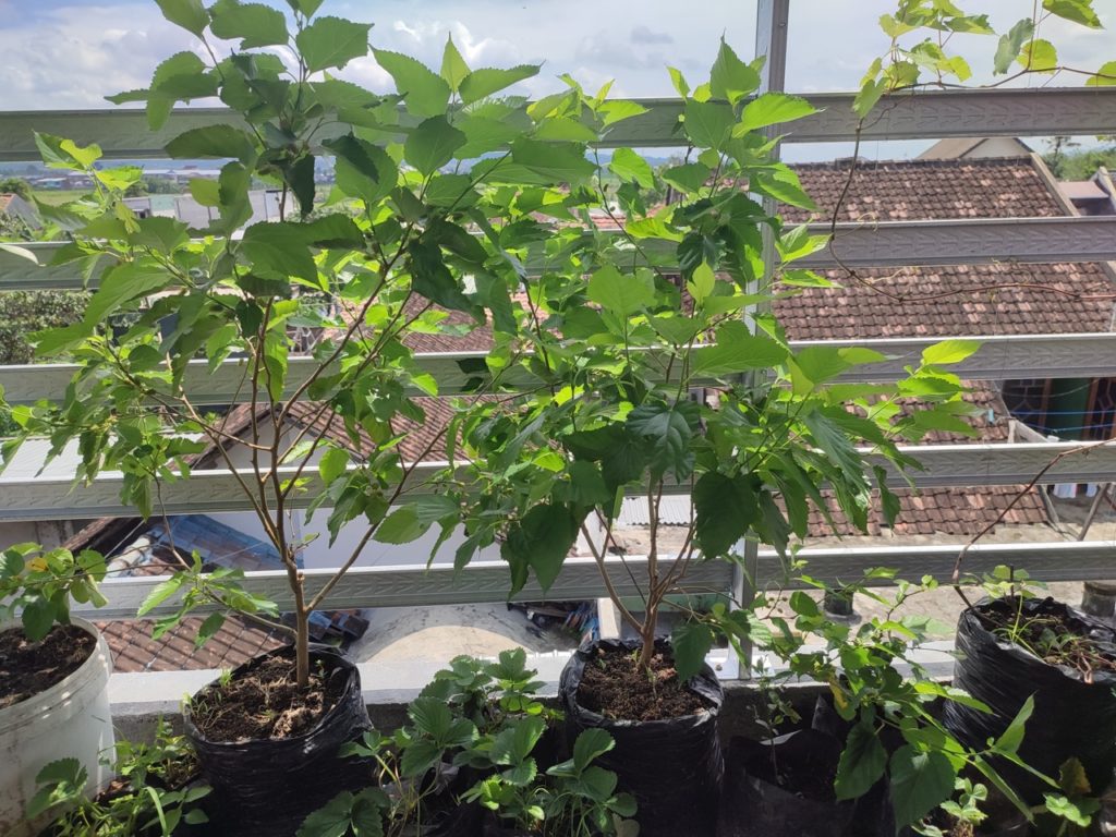 potted mulberry trees growing on a balcony in front of a white fence