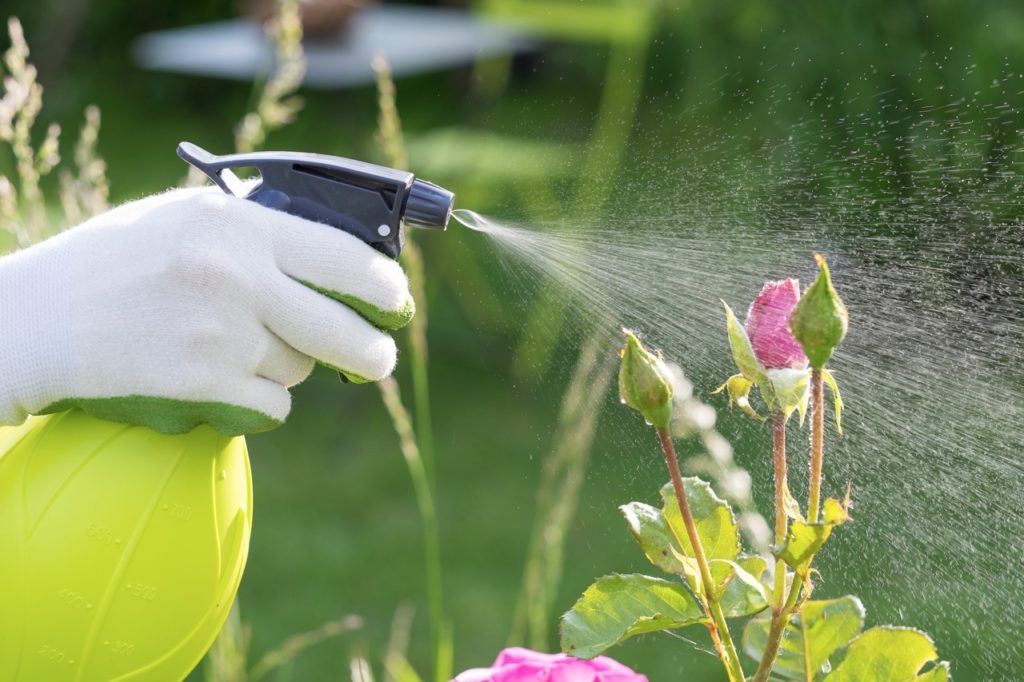gardener using a spray bottle on a pink rose growing outside