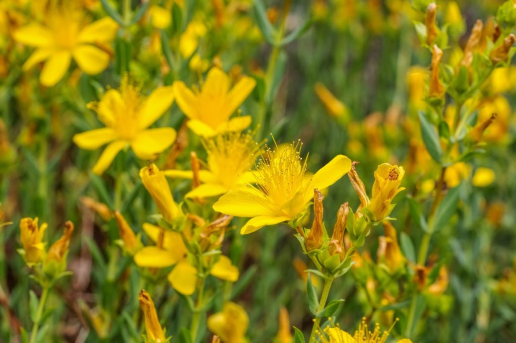 hypericum olympicum with yellow flowers, some of which have turned brown, growing outside in a field