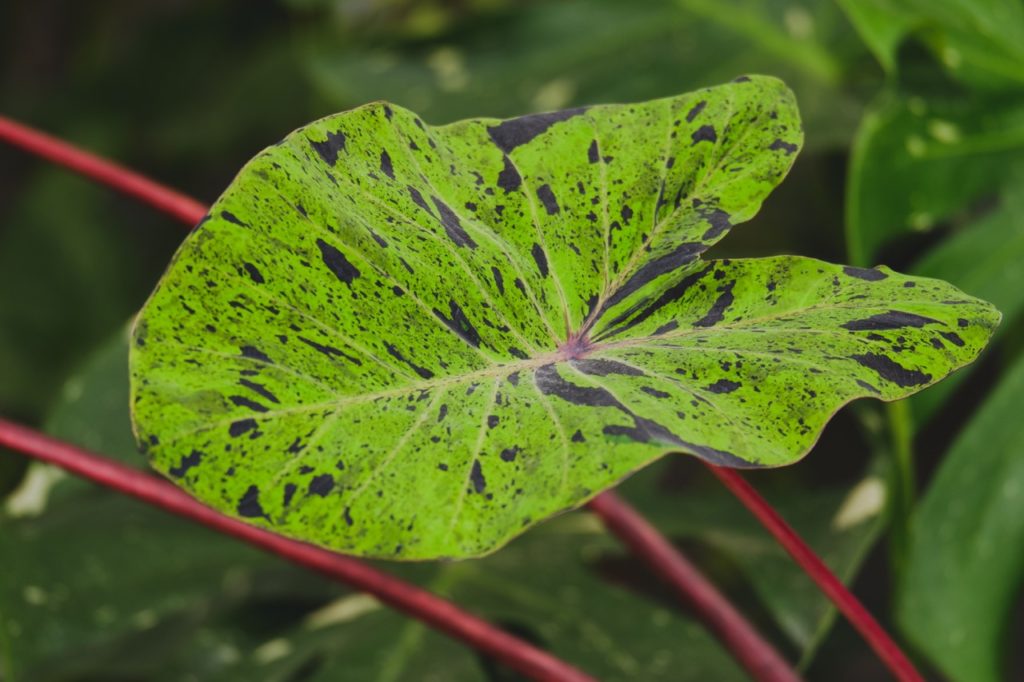 black and green variegated leaf from a C. esculenta 'mojito' plant with red stems