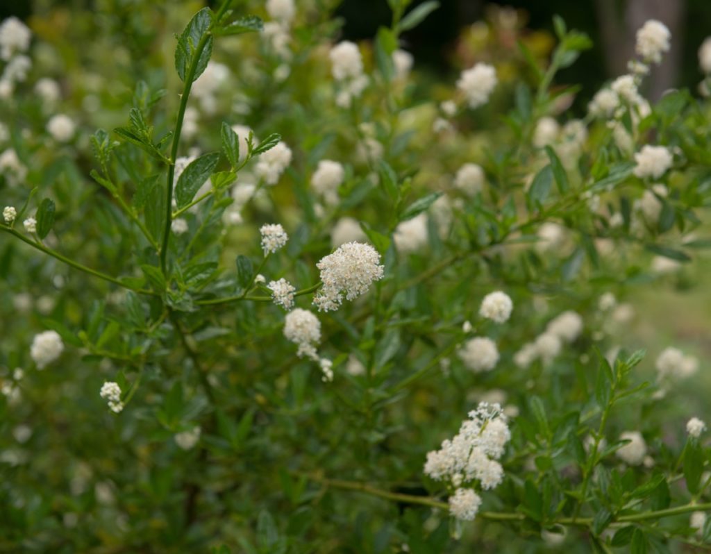 C. thyrsiflorus 'Snow Flurry' shrub bearing white flowering panicles growing outdoors