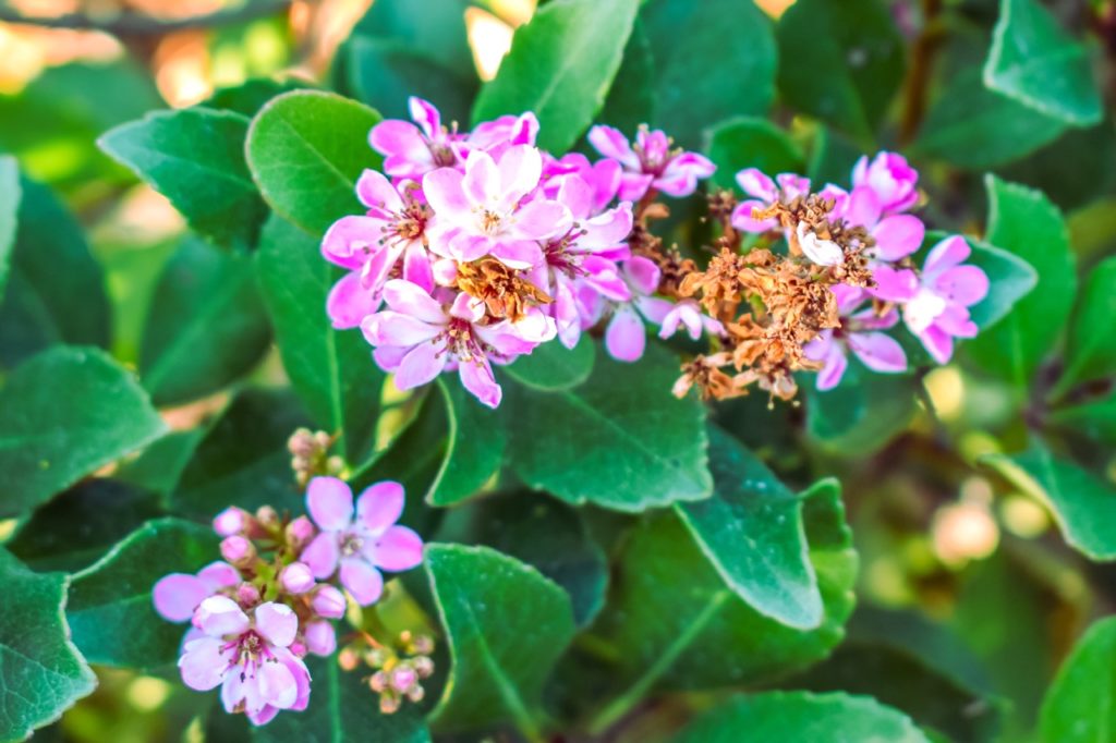 escallonia shrub bearing white and pink flowers and some wilting brown blooms 