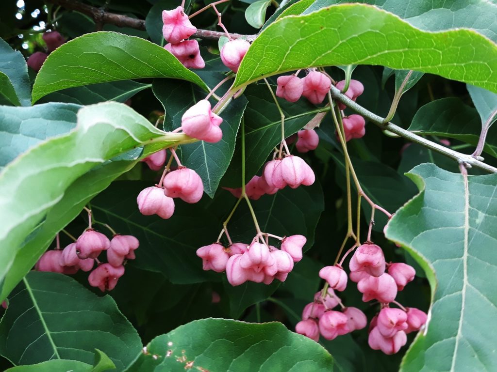 euonymus hamiltonianus shrub with big green leaves and tiny white flowers growing in clusters fro thin green stems