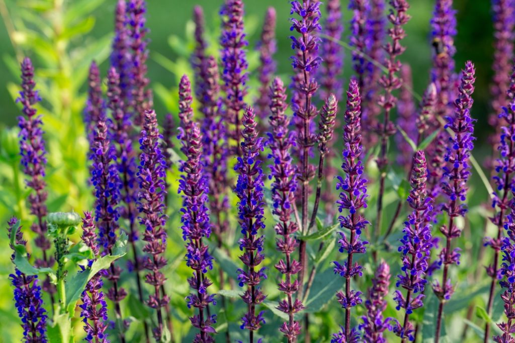 salvia nemorosa 'caradonna' plant with tiny purple flowers growing on tall red stems outside 