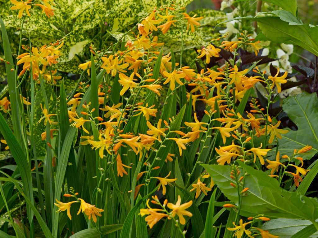 crocosmia 'Paul's Best Yellow' plants with lots of star-shaped yellow flowers and tall thin green leaves