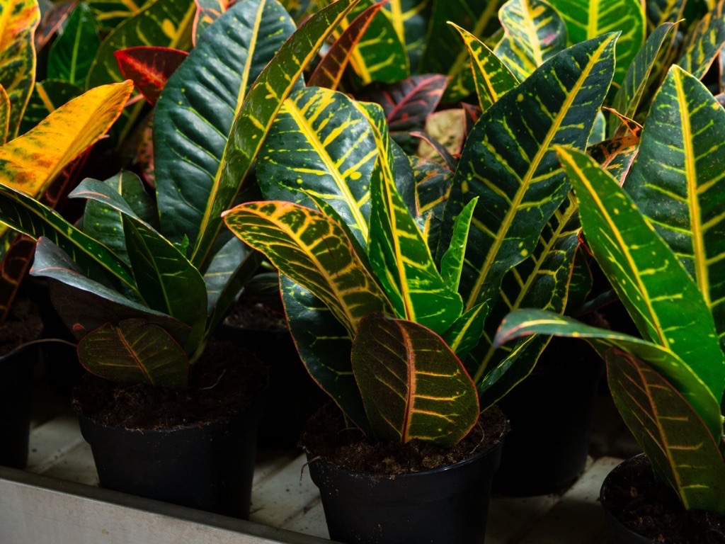variegated yellow and green Codiaeum variegatum growing in rows inside