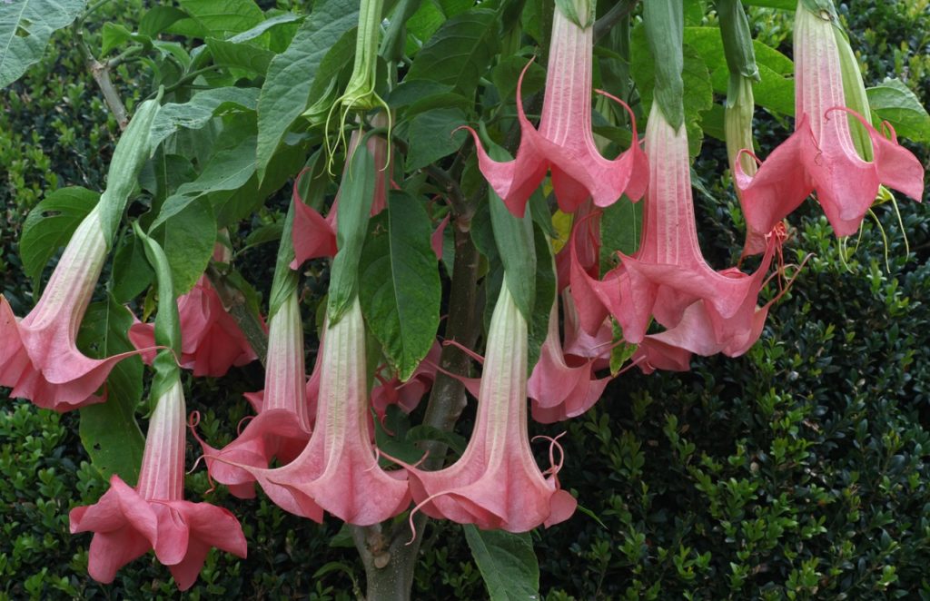 large trumpet-shaped pink-green flowers from a brugmansia