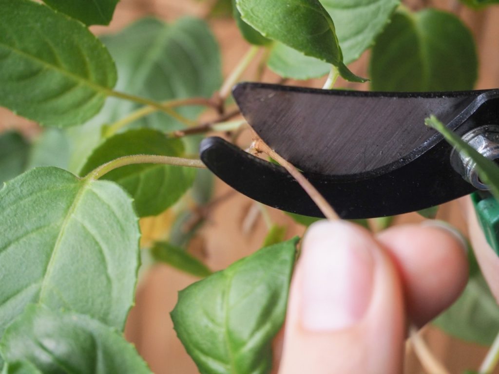 a pair of secateurs being used to prune the stem of a fuchsia plant
