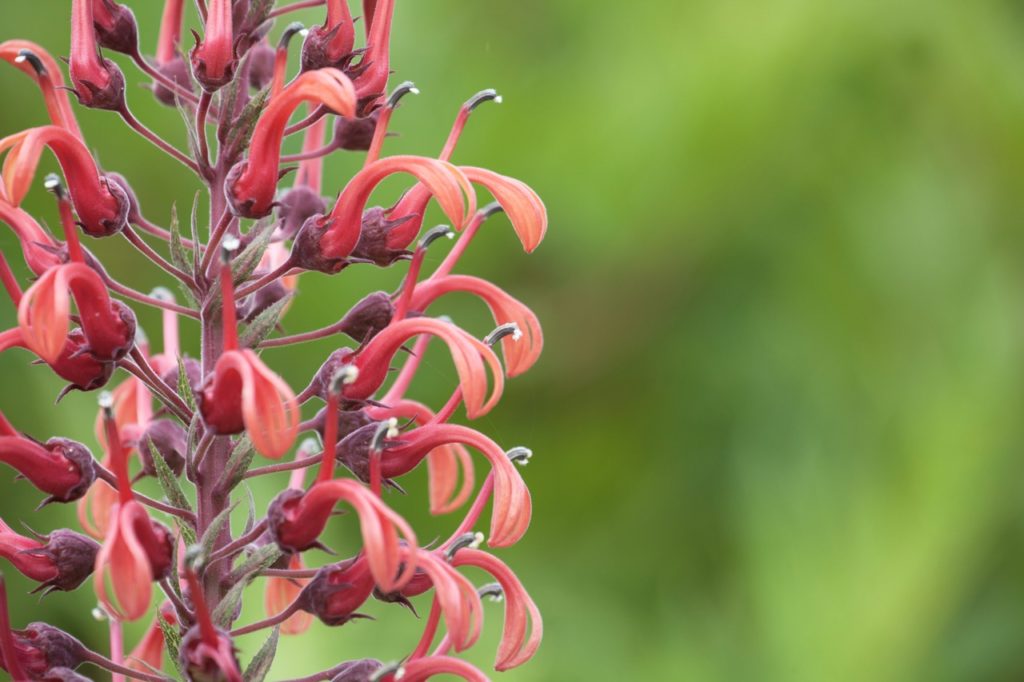 l. tupa with a purple stem and pinky-orange flowers beginning to form from the plant 
