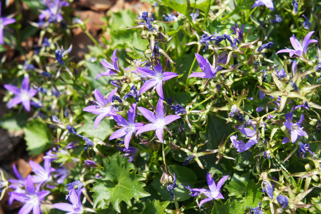 campanula garganica shrub with star-shaped purply-blue flowers 